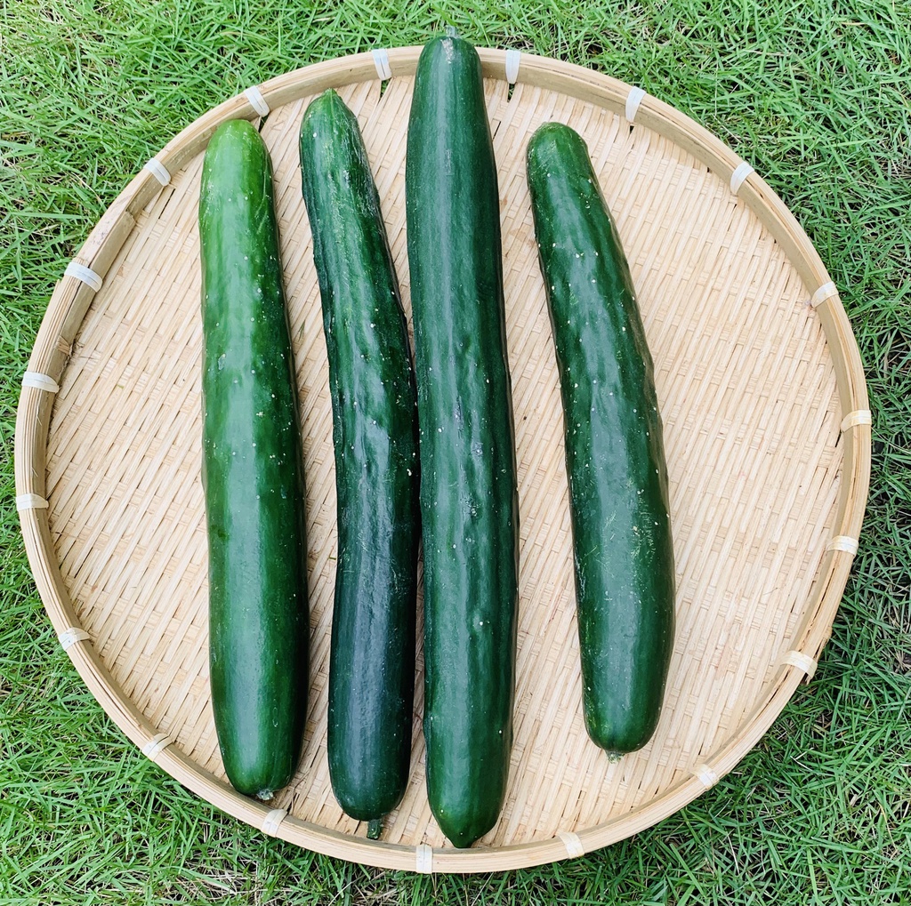 Dưa Leo Nhật (1 kg/túi)